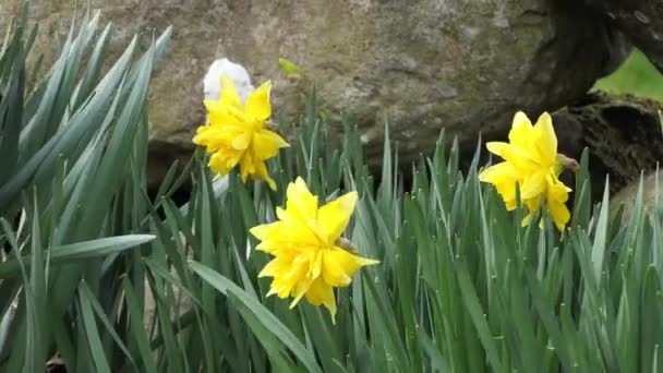壁に囲まれた庭で光の風に吹かれる美しい黄色の水仙 — ストック動画