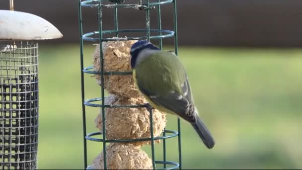 Blue Tit Robin Feeding Coconut Suet Shell — ストック動画