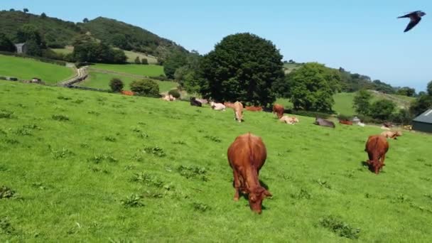 Cattle Bull Cows Calves Eating Grass Field Farm — Stock Video