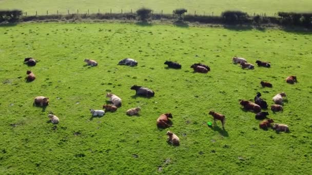 Bovinos Bull Vacas Bezerros Comendo Grama Campo Uma Fazenda Reino — Vídeo de Stock