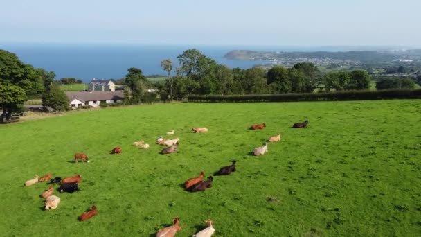 Cattle Bull Cows Calves Eating Grass Field Farm — Vídeo de Stock