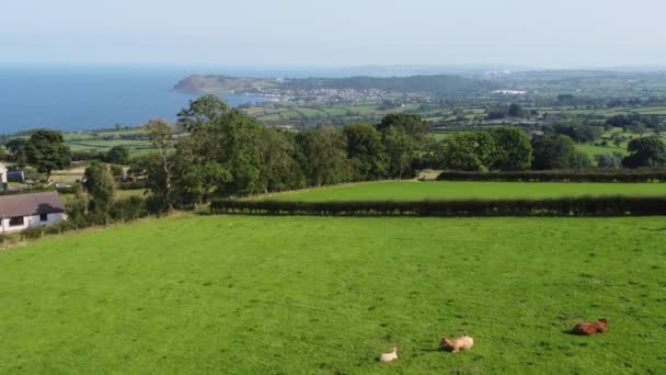 Cattle Bull Cows Calves Eating Grass Field Farm — Stockvideo