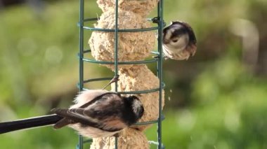Long-tailed tit feeding on fat balls Coconut halves Suet on a bird table 