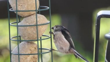 Long-tailed tit feeding on fat balls Coconut halves Suet on a bird table 