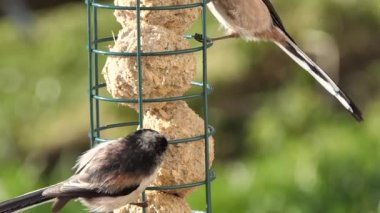 Long-tailed tit feeding on fat balls Coconut halves Suet on a bird table 