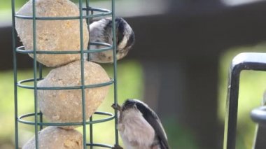 Long-tailed tit feeding on fat balls Coconut halves Suet on a bird table 