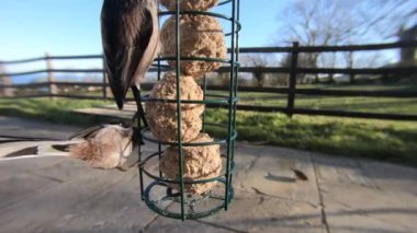 Long-tailed tit feeding on fat balls Coconut halves Suet on a bird table 