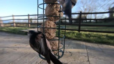 Long-tailed tit feeding on fat balls Coconut halves Suet on a bird table 