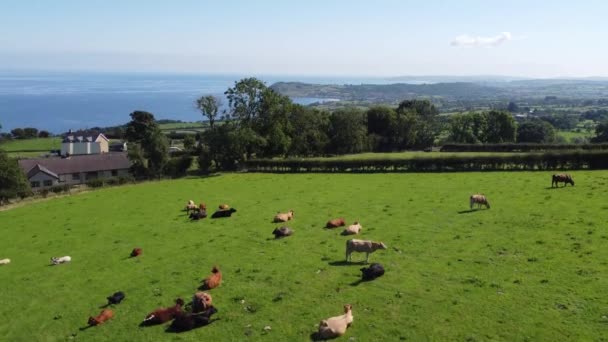 Ganado Toro Vacas Terneros Comiendo Hierba Campo Una Granja Reino — Vídeos de Stock