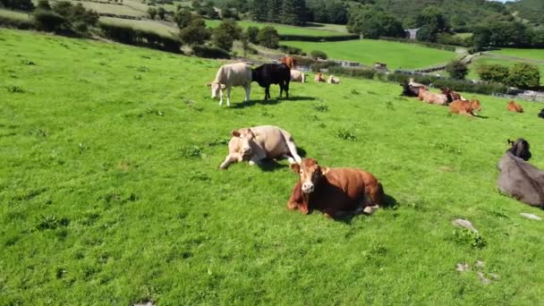Коровы Телята Едят Траву Поле Ферме Великобритании — стоковое видео