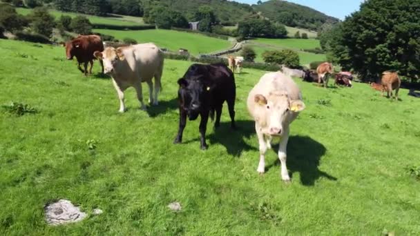 Cattle Bull Cows Calves Eating Grass Field Farm — Stok Video
