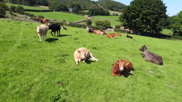 Cattle Bull Cows Calves Eating Grass Field Farm — Stockvideo