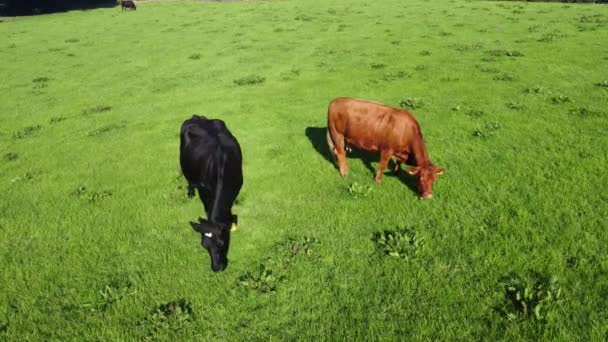 Cattle Bull Cows Calves Eating Grass Field Farm — Stockvideo