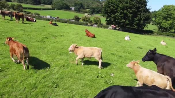 Cattle Bull Cows Calves Eating Grass Field Farm — Stockvideo