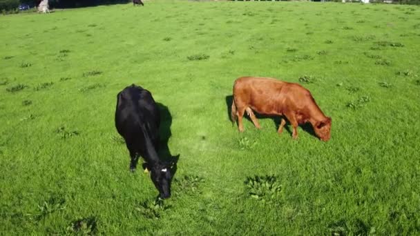 Cattle Bull Cows Calves Eating Grass Field Farm — ストック動画