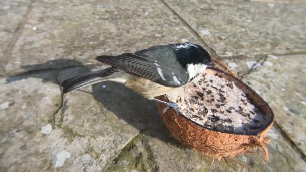 Coal Tit Feeding Coconut Halves Suet Bird Table — 图库视频影像