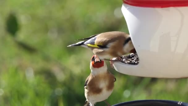 European Goldfinches Feeding Bird Table Ireland — ストック動画