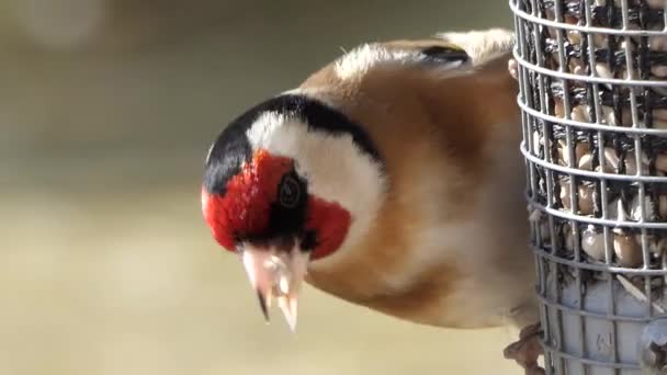 Goldfnfinch Feeding Tube Peanut Seed Feeder — Stok video