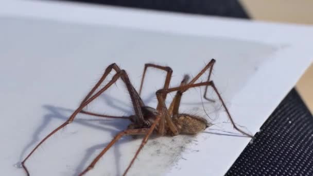 Tegenaria Gigantea House Spider Μια Παγίδα Εντόμων — Αρχείο Βίντεο