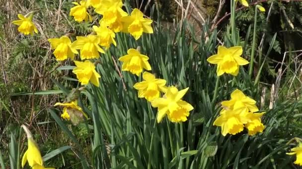 Hermosos Narcisos Amarillos Soplando Brisa Ligera Jardín Amurallado — Vídeo de stock