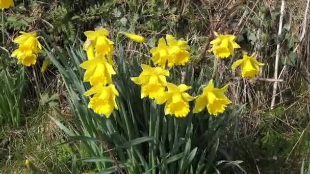 Hermosos Narcisos Amarillos Soplando Brisa Ligera Jardín Amurallado — Vídeo de stock