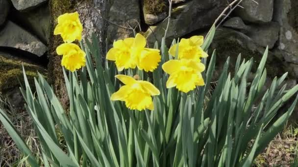 Beautiful Yellow Daffodils Blowing Light Breeze Walled Garden — Stock Video