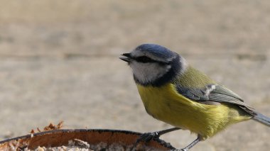 Blue Tit eating from a Coconut Suet Shell at a Bird Table UK