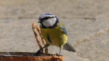 Blue Tit eating from a Coconut Suet Shell at a Bird Table UK
