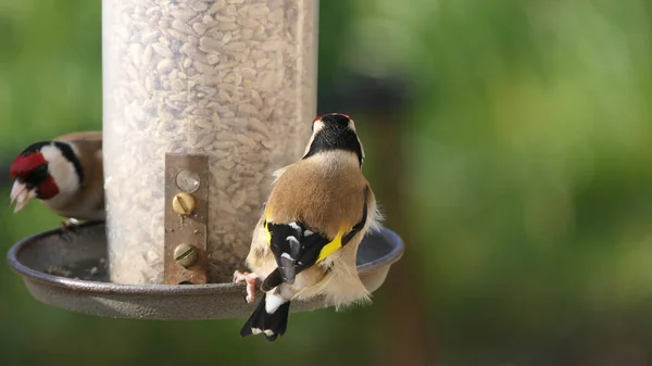 Goldfinch feeding from Tube peanut seed Feeder at a bird table