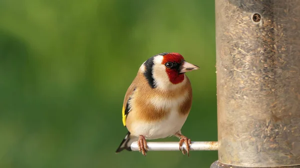 Goldfinch feeding from Tube peanut seed Feeder at a bird table