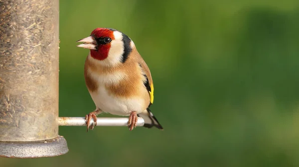 Goldfinch Alimentação Tubo Amendoim Alimentador Sementes Uma Mesa Pássaro — Fotografia de Stock