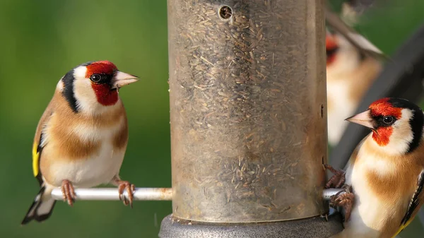 Stieglitz Ernährt Sich Vogeltisch Von Erdnusssamen — Stockfoto