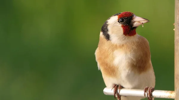 Guldfink Utfodring Från Tube Jordnötsfrö Feeder Vid Ett Fågelbord — Stockfoto