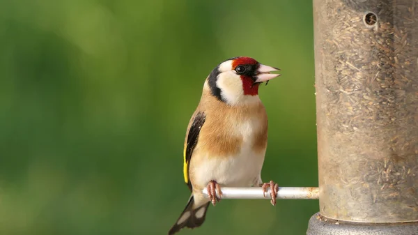 Goldfinch feeding from Tube peanut seed Feeder at a bird table