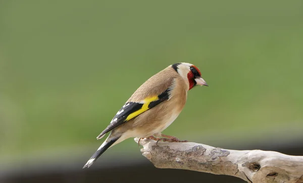 Goldfinch Uma Filial Uma Madeira Reino Unido — Fotografia de Stock