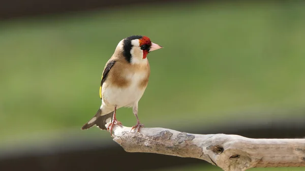 Goldfinch Una Rama Bosque Reino Unido — Foto de Stock