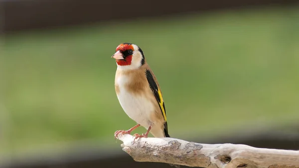 Goldfinch Una Rama Bosque Reino Unido — Foto de Stock