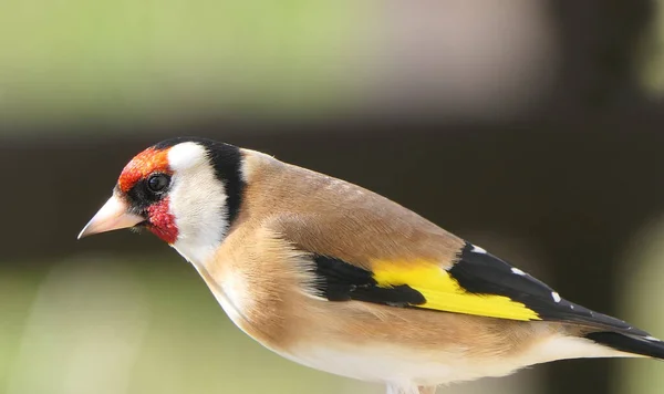 Goldfinch Una Puerta Bosque Reino Unido — Foto de Stock