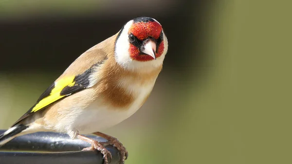 Goldfinch Vratech Lese Velké Británii — Stock fotografie