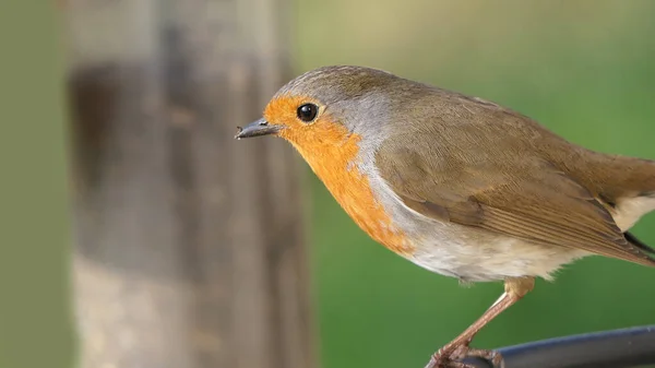 Robin feeding from a Bird Table in the UK