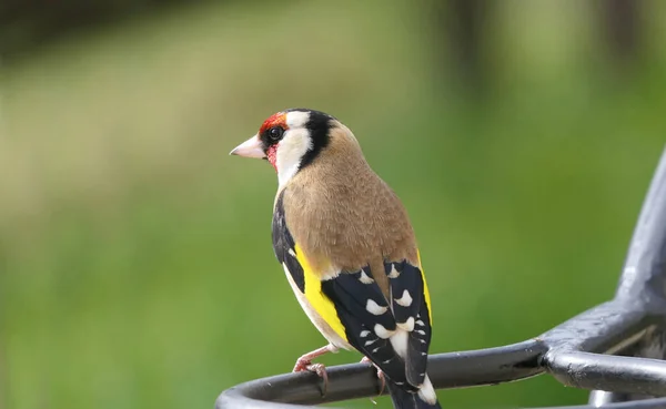 Goldfinch Grind Ett Trä Storbritannien — Stockfoto