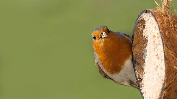 Robin Voedt Zich Met Insect Coconut Suet Shell Aan Een — Stockfoto