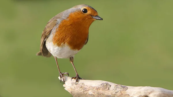 Robin Zittend Een Tak Een Bos Engeland — Stockfoto