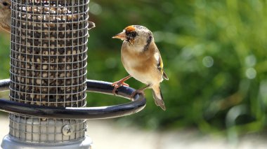 Yer fıstığı tohumundan beslenen ispinoz yavrusu İngiltere 'deki bir kuş masasında besleniyor.