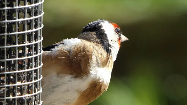 Yer Fıstığı Tohumundan Beslenen Ispinoz Yavrusu Ngiltere Deki Bir Kuş — Stok fotoğraf
