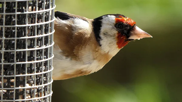 Yer Fıstığı Tohumundan Beslenen Ispinoz Yavrusu Ngiltere Deki Bir Kuş — Stok fotoğraf