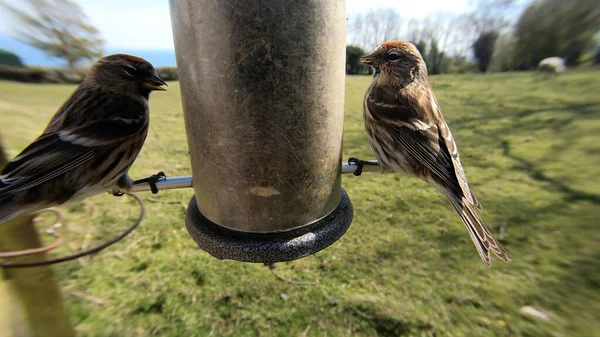 Lesser Redpoll Feeding Feeder Bird Table — Stock Photo, Image