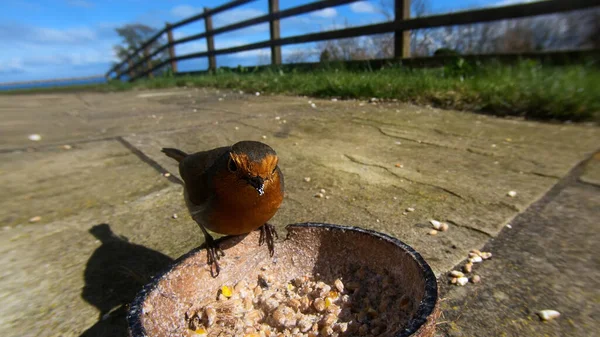 Robin Feeding Insect Coconut Suet Shell Bird Table — Stock Photo, Image