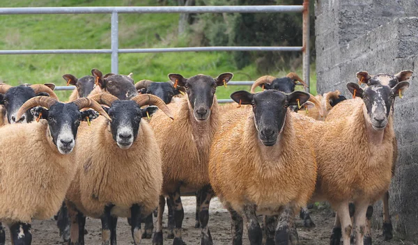 Blackface Sheep standing behind a gate in a handling pen in Ireland