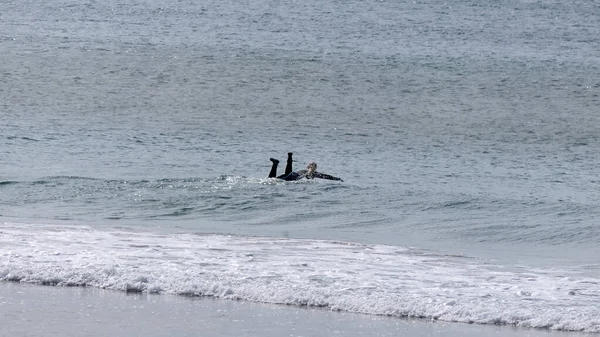 Surfistas Bodyboarders Disfrutando Las Olas Portrush Beach North Coast Antrim — Foto de Stock